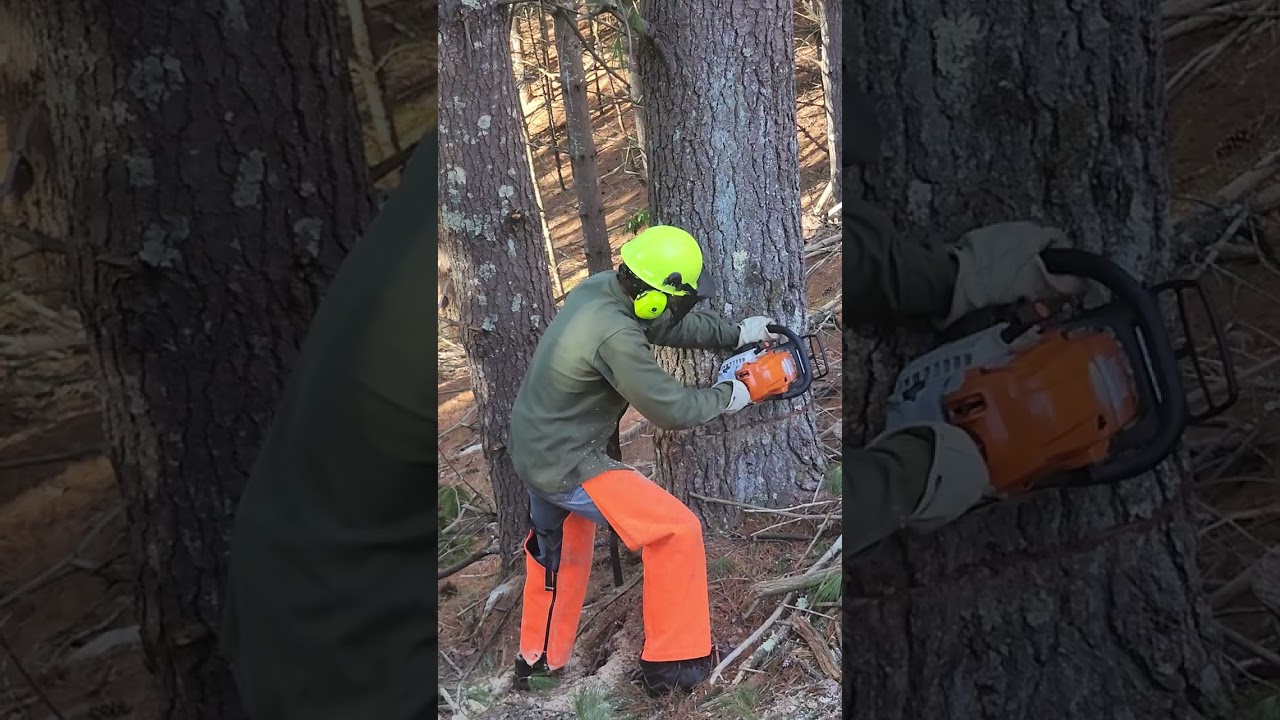 Cutting down trees with bob