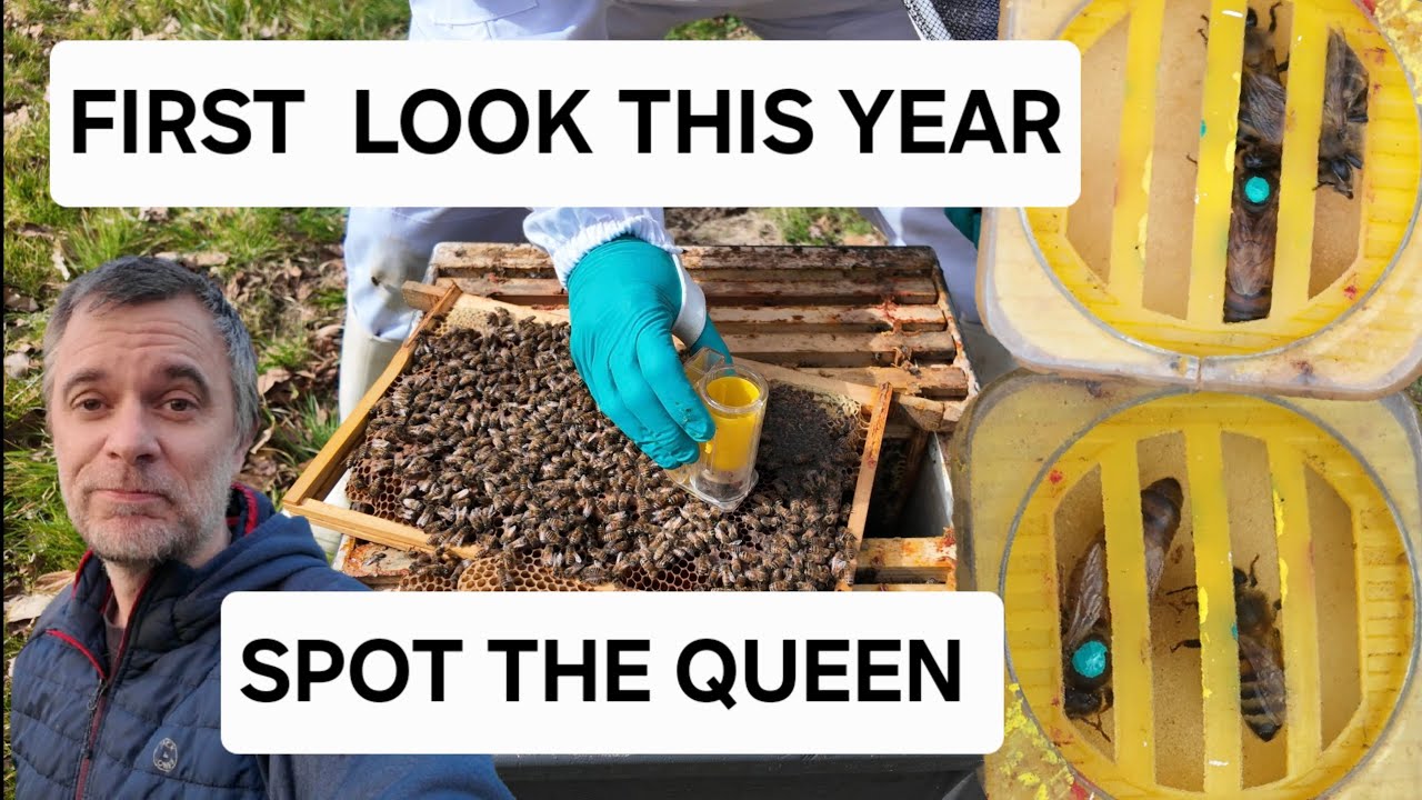 MARK YOUR QUEEN!  and make her easy to find later in the season.
