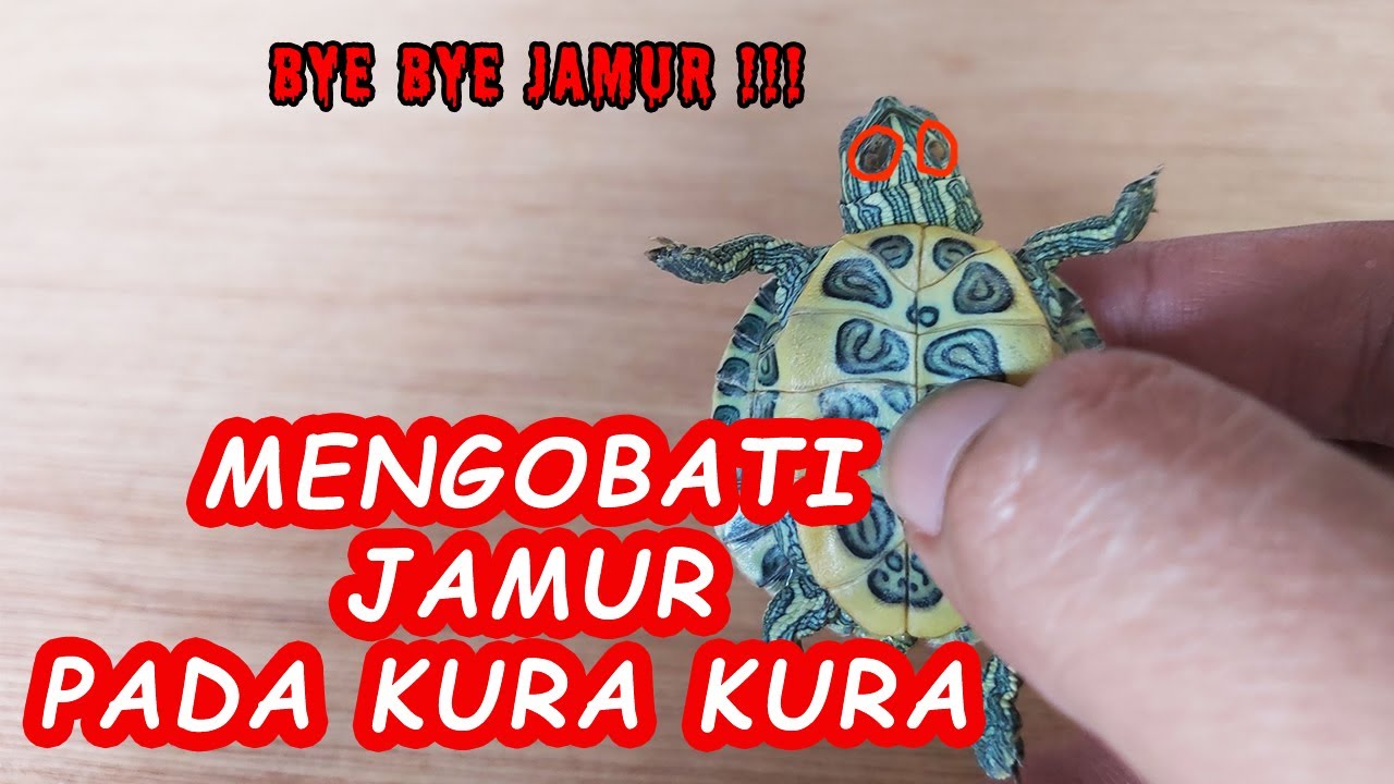 Cara mengobati KURA KURA BRAZIL BERJAMUR | #12