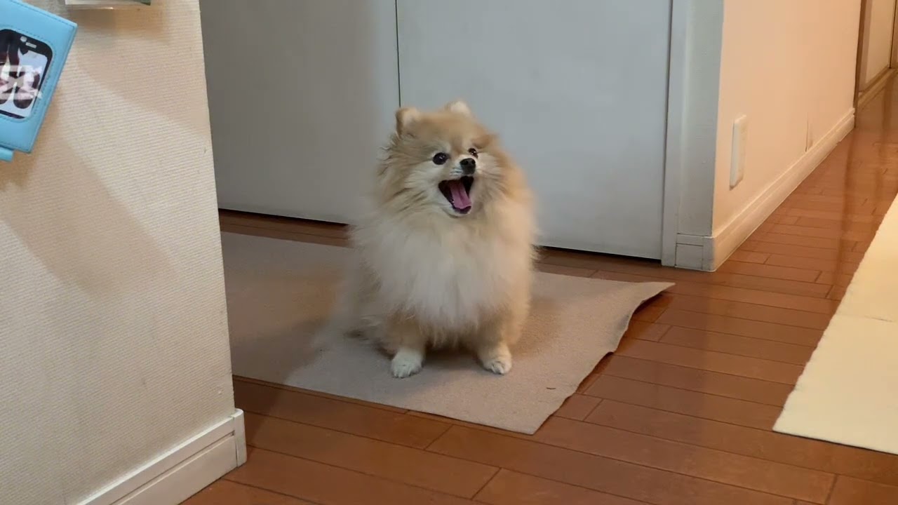 2026年3月14日のマフィンの動画まとめ🧁😁