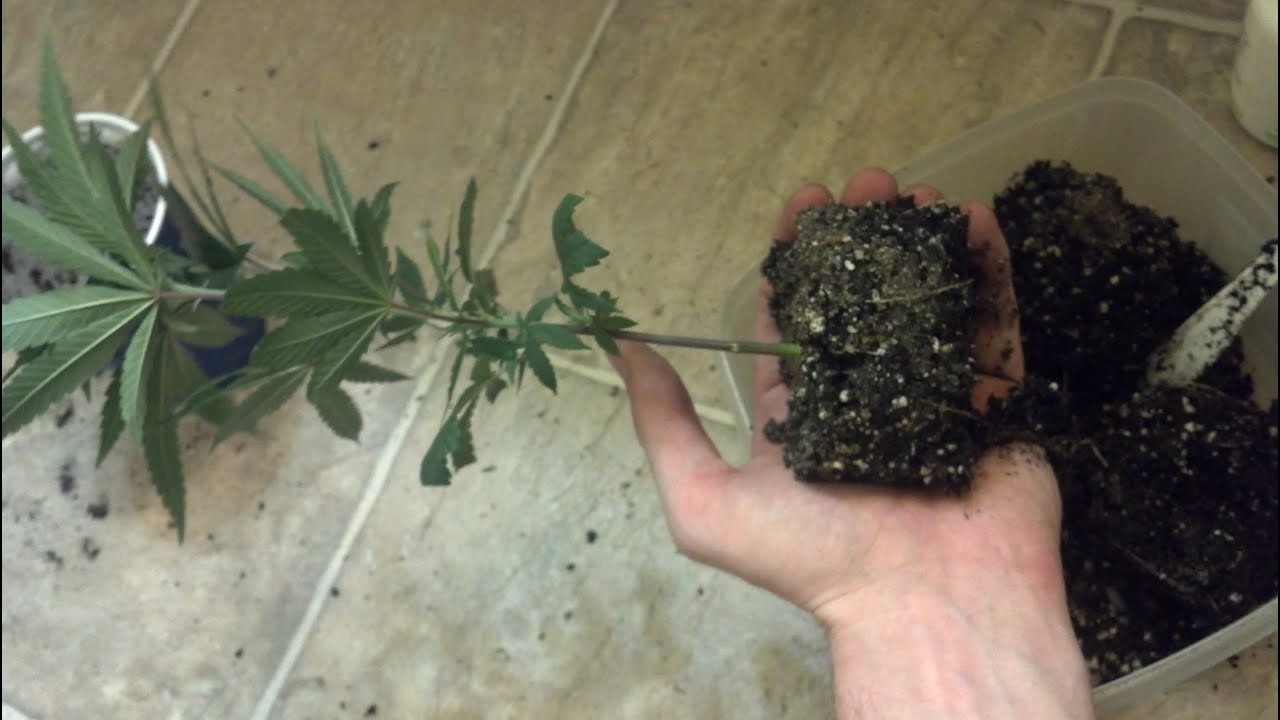 How To Root Prune [Montage]