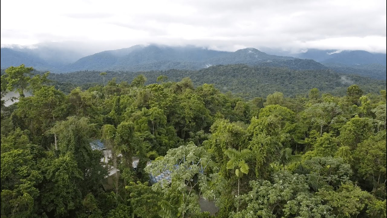 ¡Ven y vive una experiencia única en Veragua Rainforest!