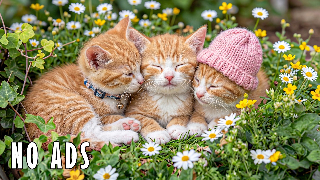 12 Hours Of Soothing Music for Cats 😻 Calm Night Soundscape No Ads for Deep Rest 🐾 Cat TV