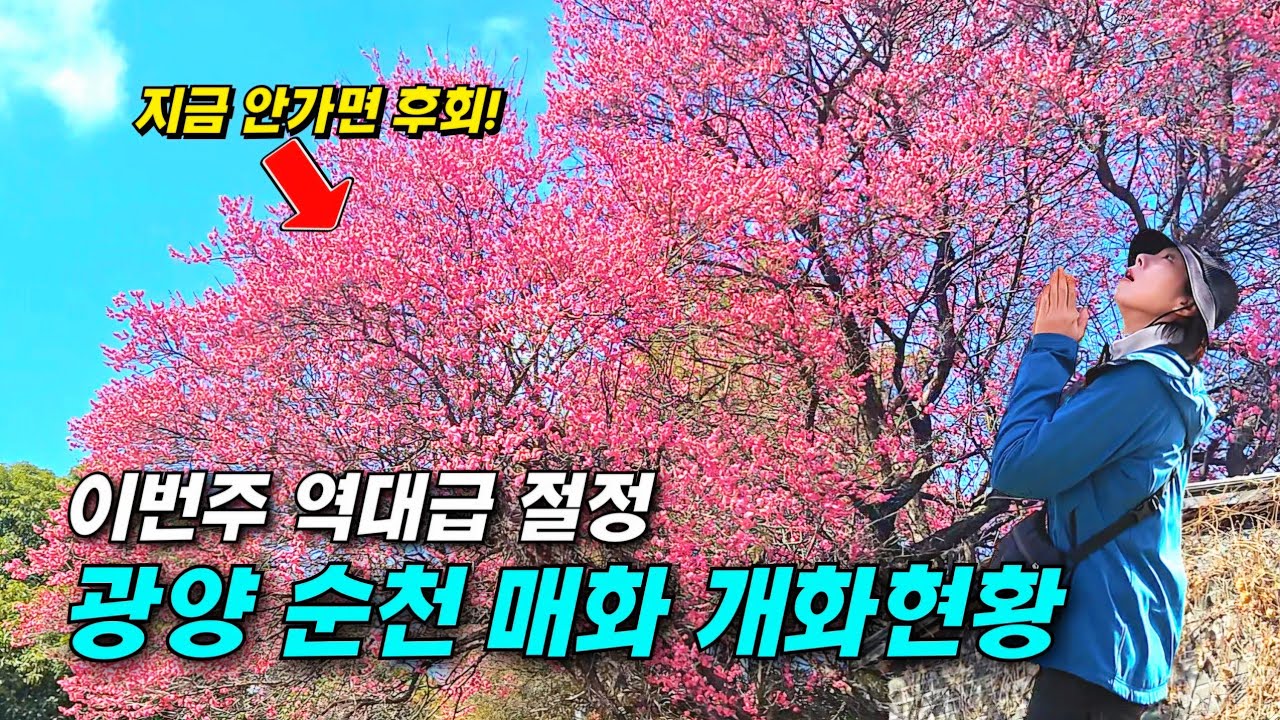 지금 가야 할 매화 명소는 여기 🌸 남도 최고 매화 여행지 5곳 한번에 둘러보기