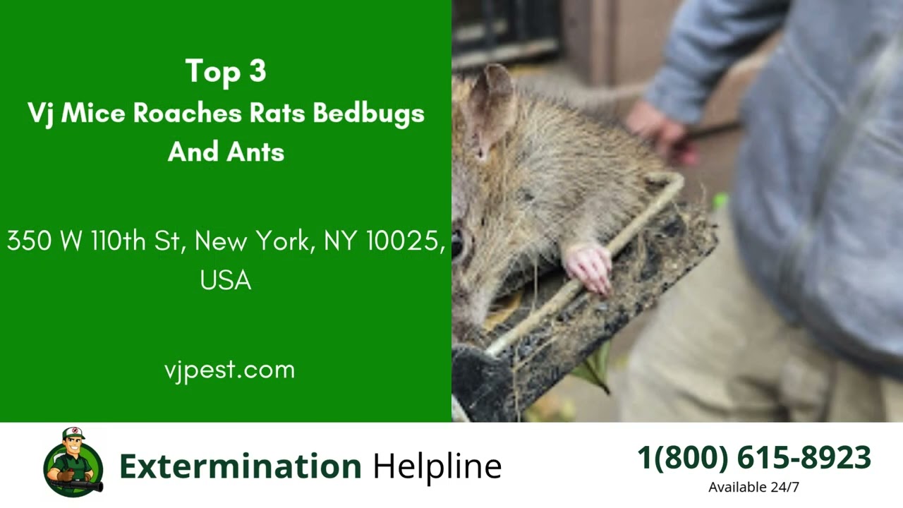 Top 3 Exterminators in White River