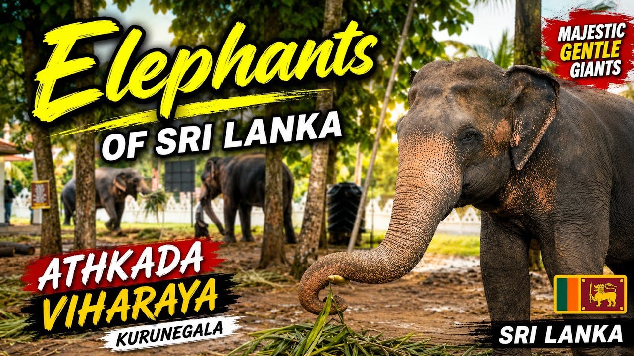 Elephants @ Athkanda Rajamaha Viharaya Kurunegala Sri Lanka
