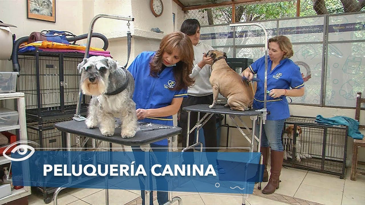 Peluquería canina - Día a Día - Teleamazonas