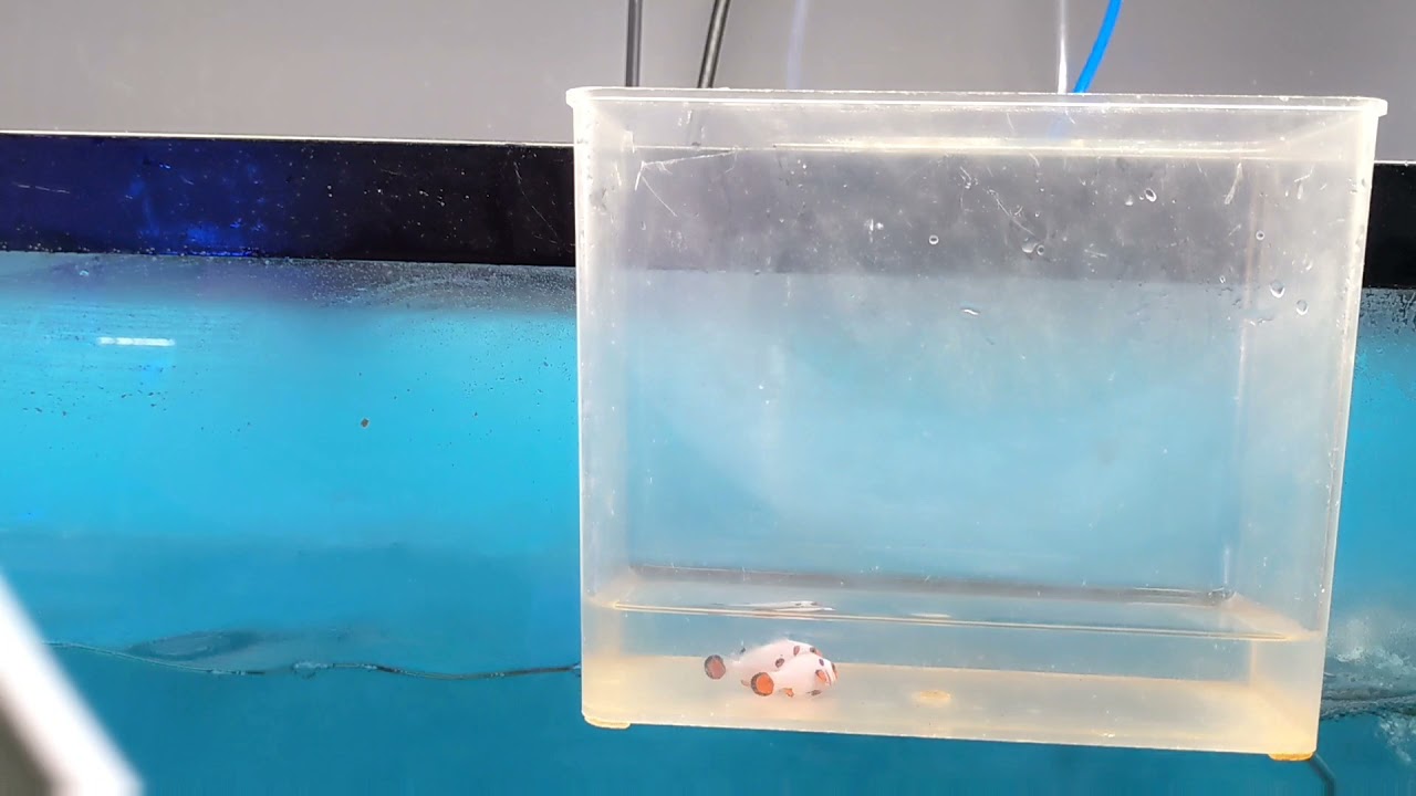 Unboxing a Shipment of Captive Bred Clownfish from Sustainable Aquatics