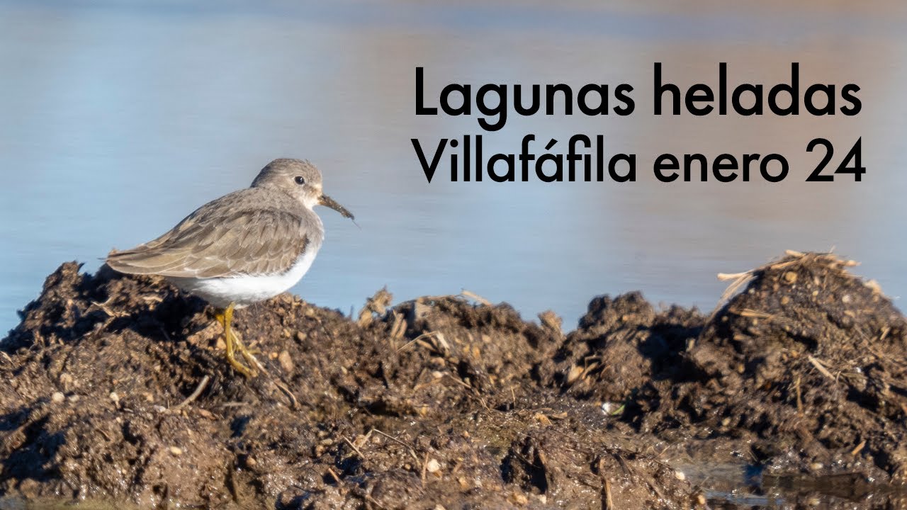LAGUNAS HELADAS. Villafáfila enero 2024