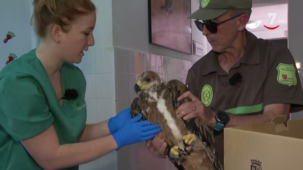 Naturaleza viva T2/E5: La recuperación del Águila Imperial