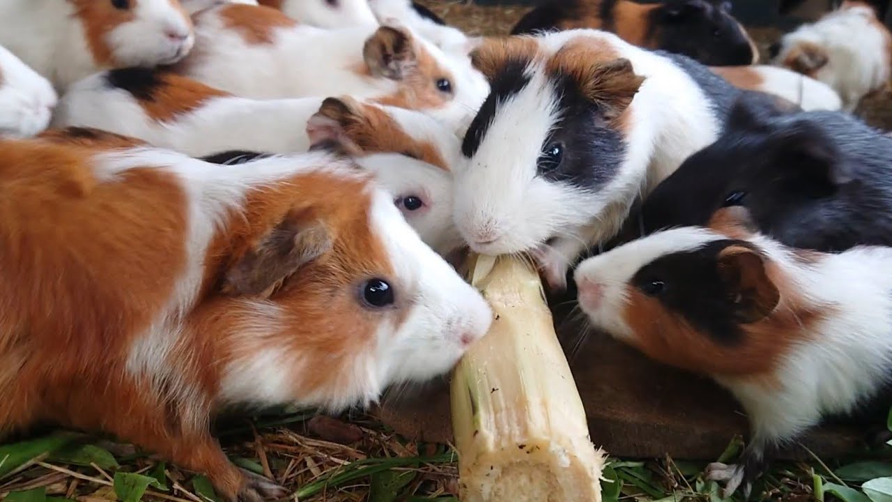 Guinea pigs eating asmr, funny Guinea pig videos, feeding guinea pigs sugar cane food 