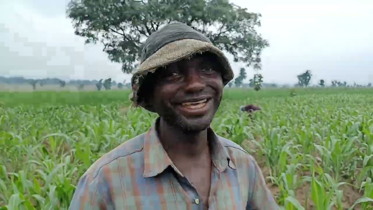 SORGHUM/ GUINEA CORN CULTIVATIONS AND THE POWER OF E-MORINGA ORGANIC FERTILIZER.