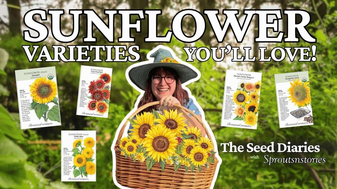 Best Sunflower Varieties to Grow | The Seed Diaries