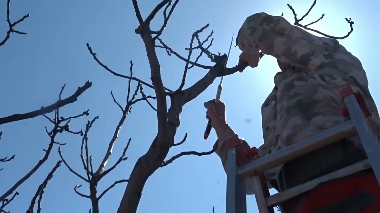 Lucrări la smochin