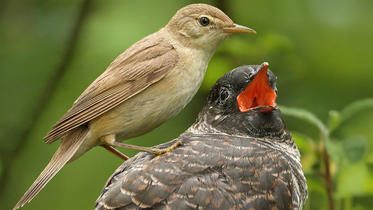 Revealed - The Secret Life of A Cuckoo Chick | Full Story | Robert E Fuller