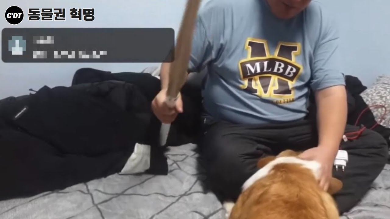 죽도로 숨죽이며 매맞는 강아지