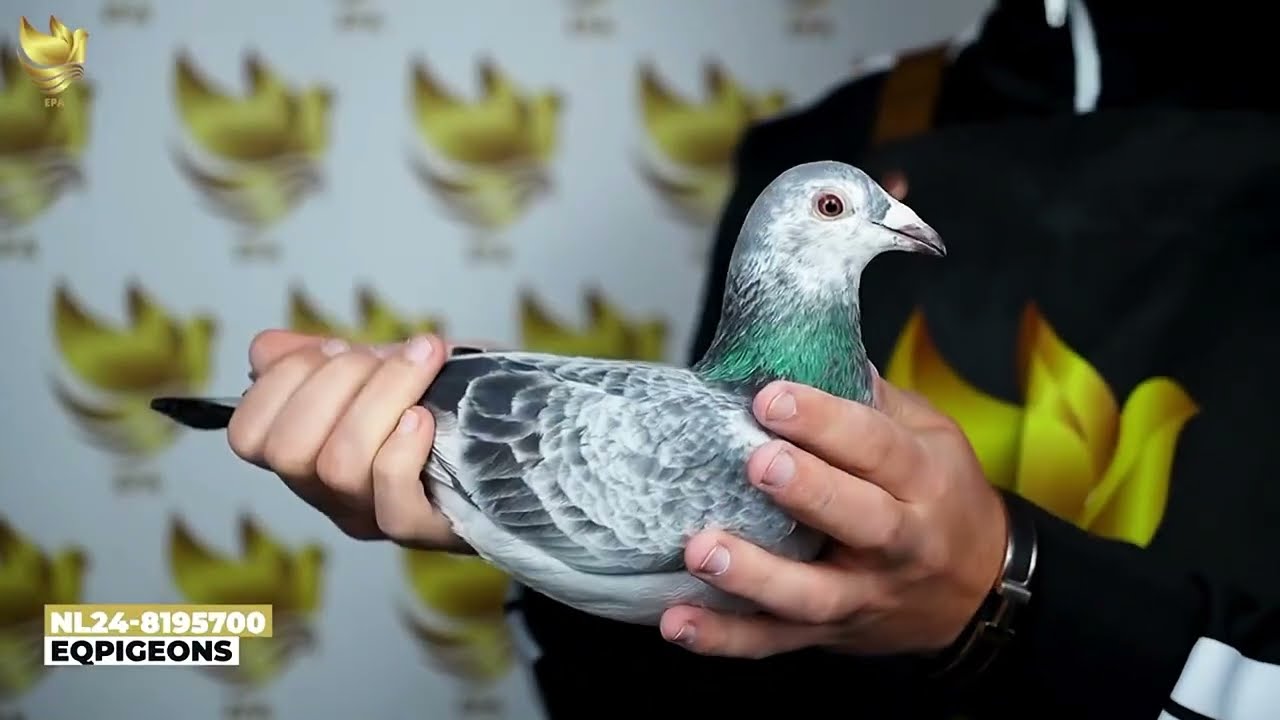 EQPIGEONS - Claire Goed Grijs 700 - 100% LEIDEMAN! From Half-brother GOED GRIJS