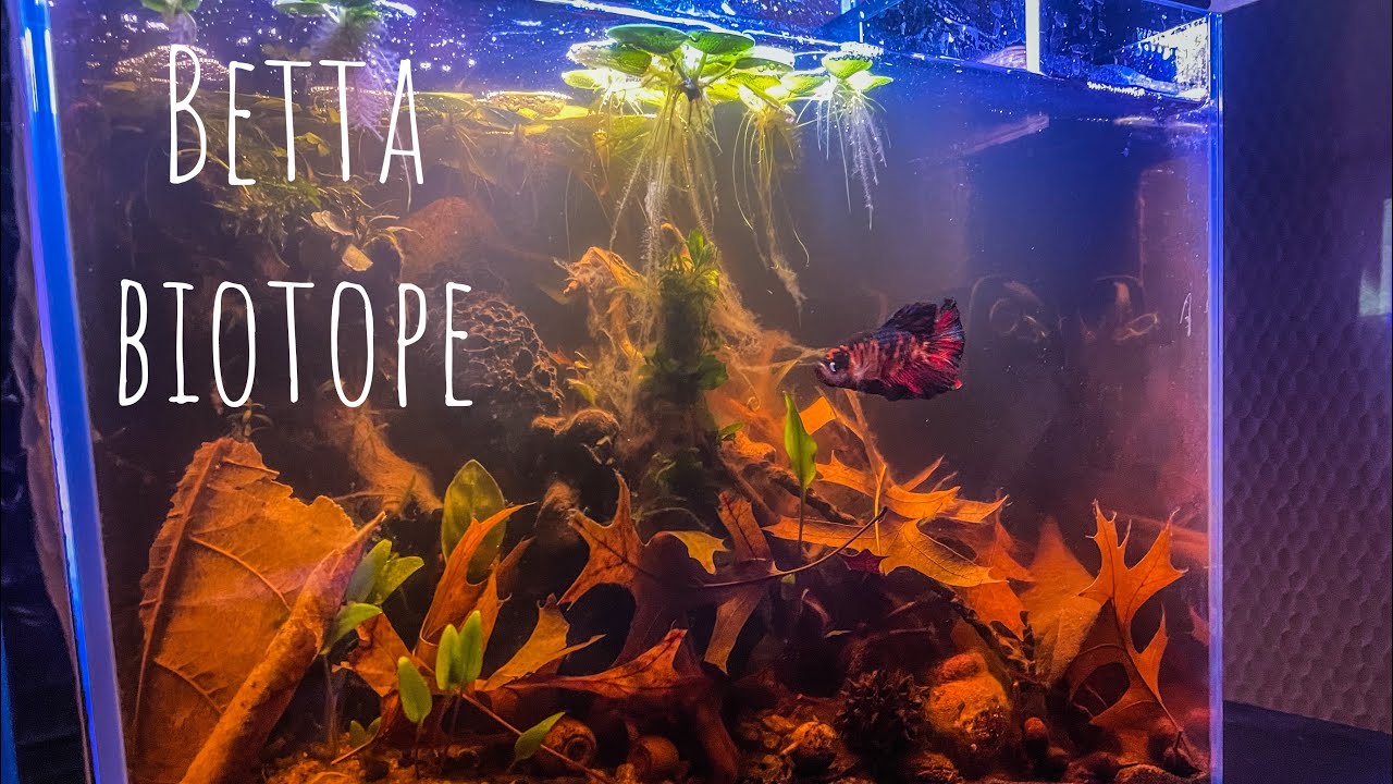 How to : My first low tech, blackwater aquascape. Betta Biotope