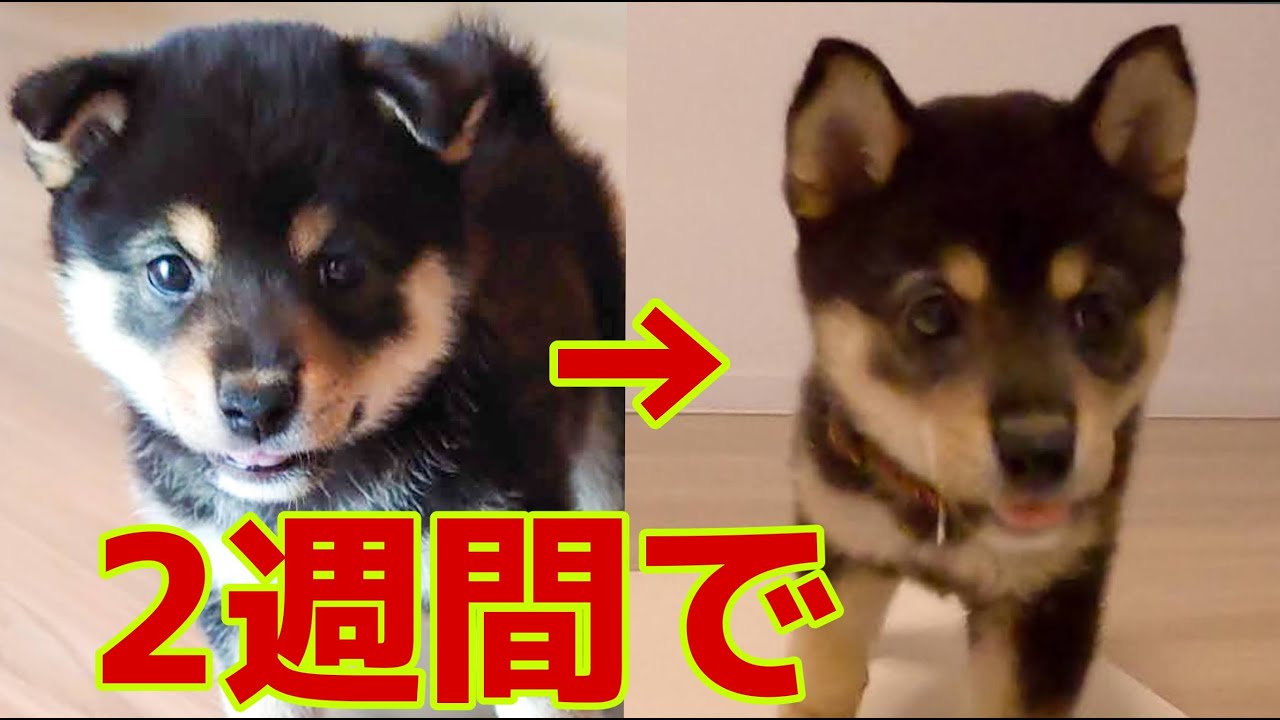 【豆柴】たった2週間でこんなに成長しました