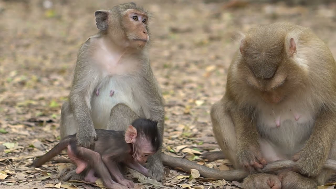 Rose and angel and baby today so sad-Daily MonKey Oparu