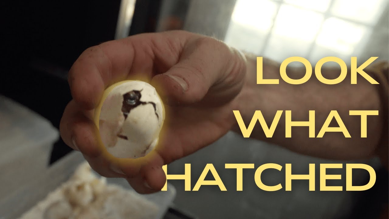 Baby Leopard Tortoise Check-In & SURPRISE Hatching! 🐢💥