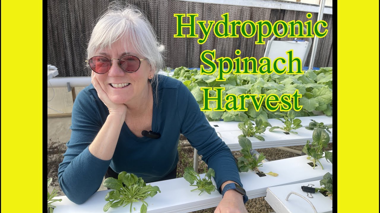 Maximize Your Harvest: Hydroponic Spinach Tips and Tricks. Herbs, Strawberries & seeding Toko Bekana