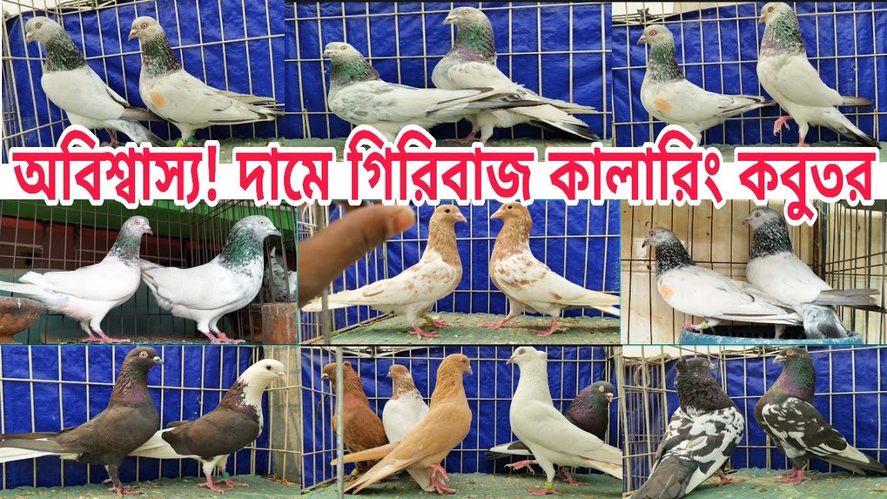 আবারও কম দামে পাল্লা লাইনের গিরিবাজ ও কালারিং কবুতর দিলো সজীব ভাই Geibaz coloring Pigeions #shorts 