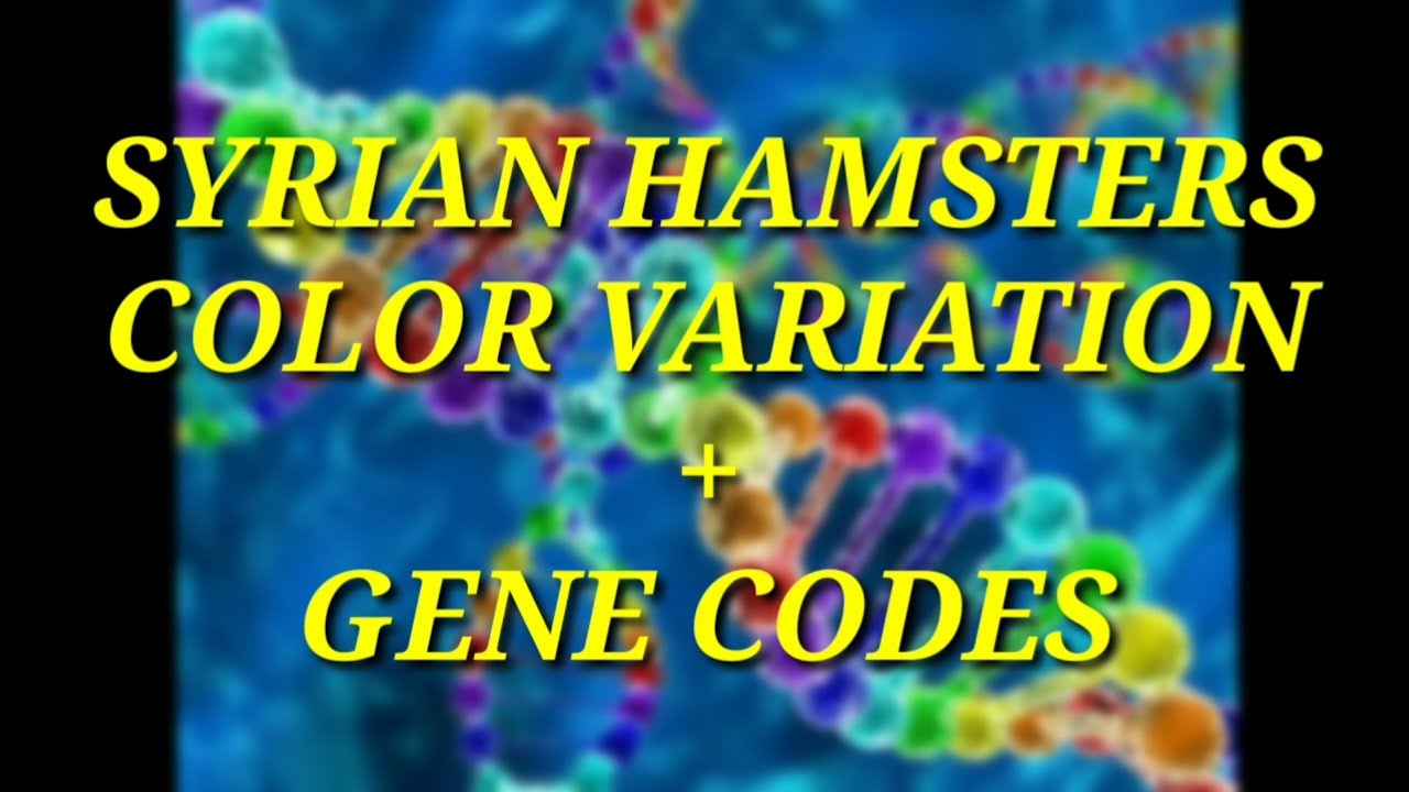 SYRIAN HAMSTER||COLORS + GENECODE + TRIVIA