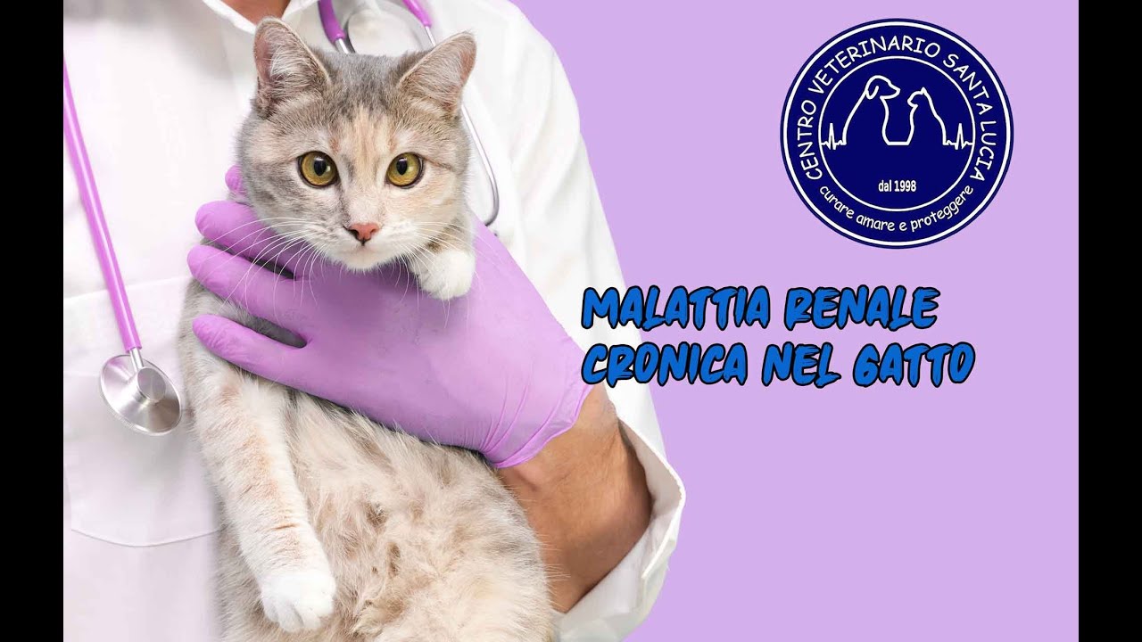 117 - I 3 ERRORI FATALI NELLA DIAGNOSI DELLA MALATTIA RENALE CRONICA NEL GATTO