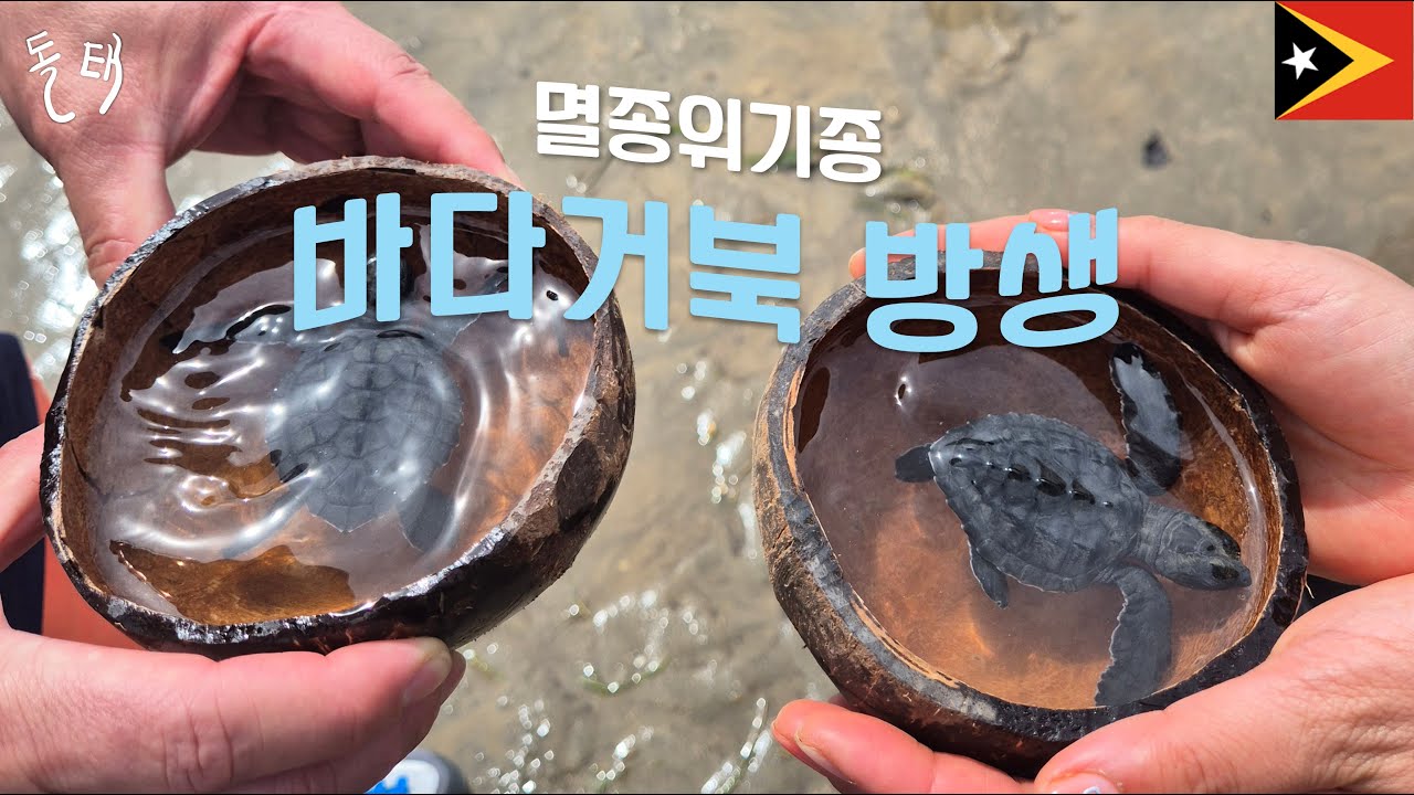 【동티모르 13】너무나 소중한 베이비 바다거북 방생하기