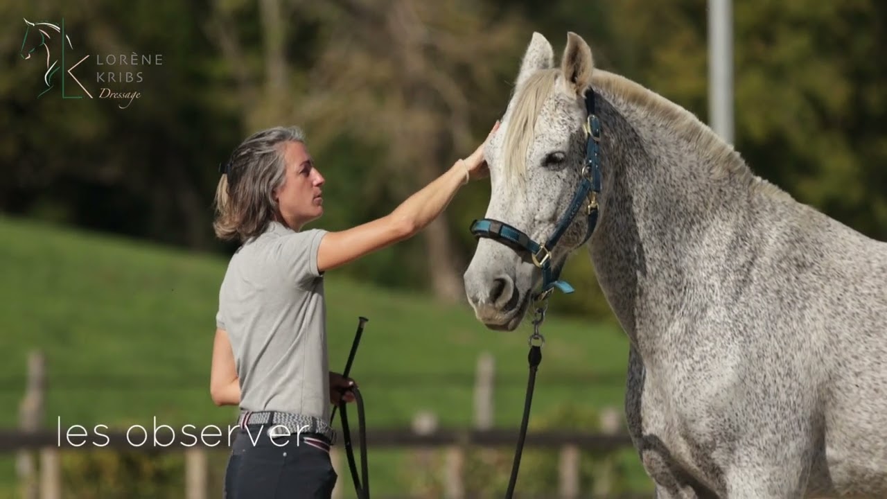 Lorene K dressage