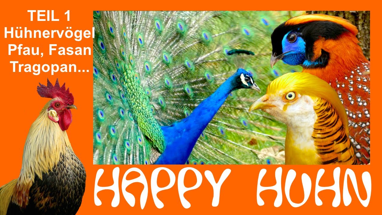 E173a Pfau, Fasan, Tragopan, Perlhuhn, Pute - Teil 1 Hühnervögel - HAPPY HUHN - Sonnerathühner