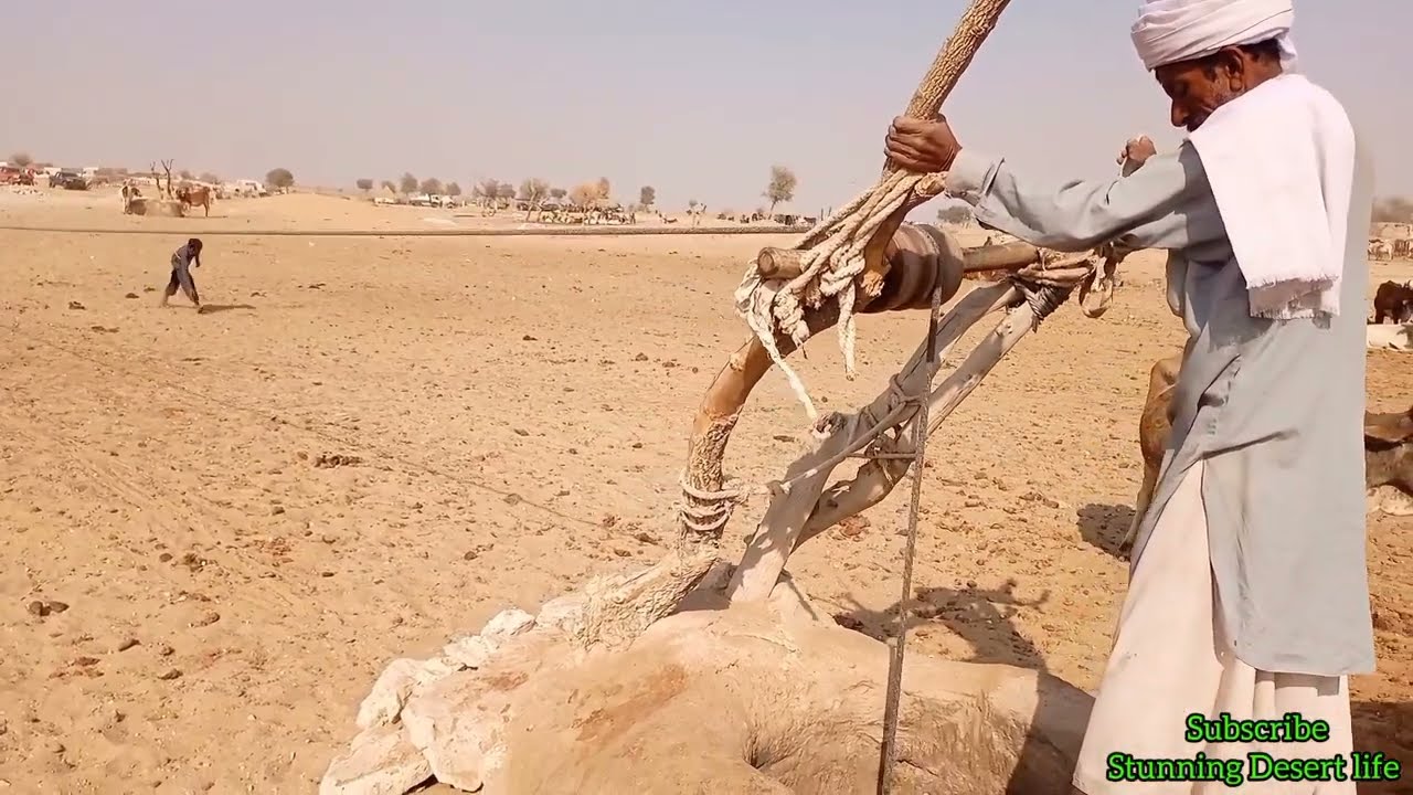 #water method in #desert Desert with camel 🐫🐪.  چولستان میں اونٹھ کی مدد سے کنوے سے پانی نکالتے ہوئے