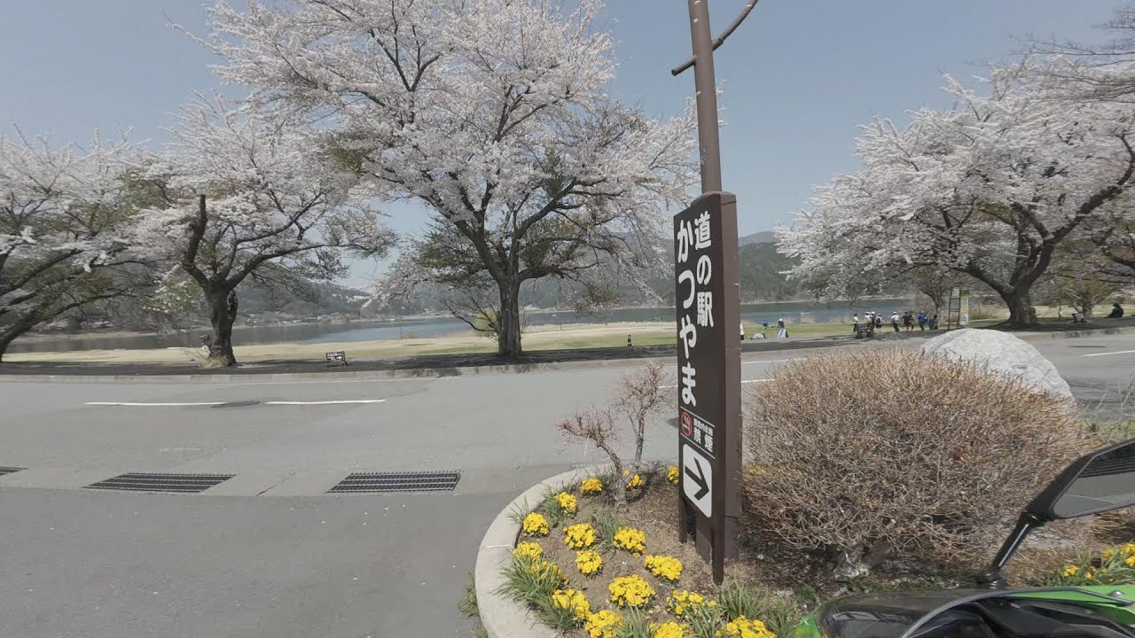 ZX４RR：桜が綺麗でした　の動画です(^▽^)