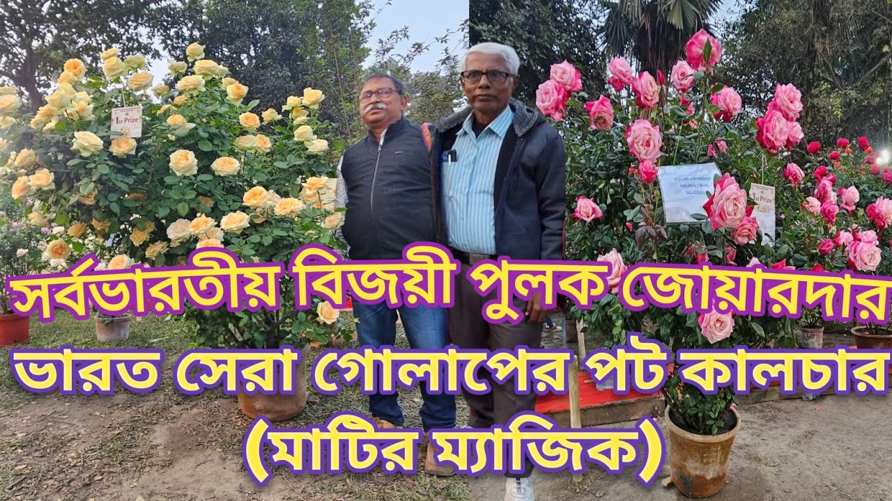 কিংবদন্তি রোজারিয়ান PULAK JOARDAR |বেস্ট ইন্ডিয়ান HT এবং বেস্ট বেঙ্গল HT|Rose Passion and Emotion|