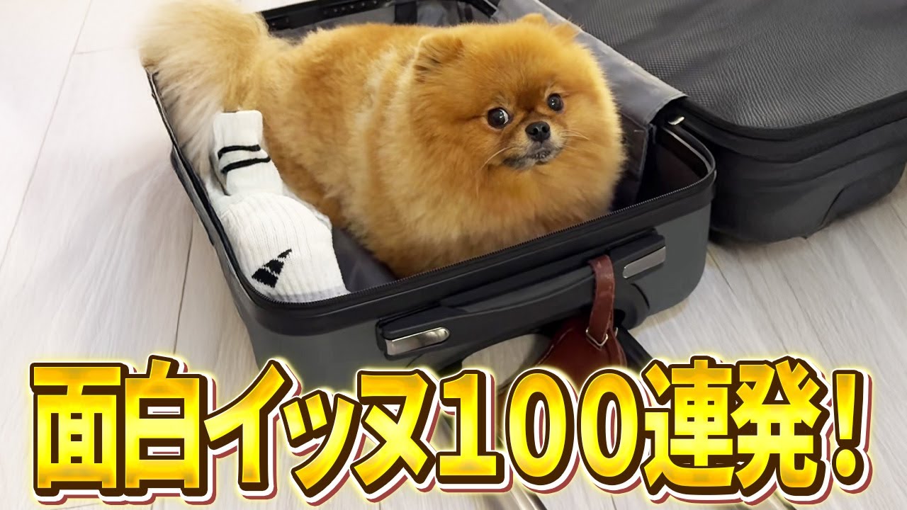 【旅行の準備を始めた結果→そんな顔してもダメよｗ】ツッコミどころ満載なおもしろ犬動画100連発！（鳴き声、しゃべる、子犬、かわいい、面白い、吠える）