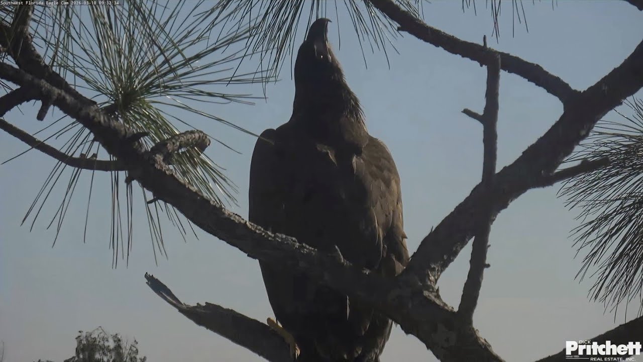 SWFL EAGLE CAM 2026.3.10 E26 has moved from the inner limb to the U-branch for the first time!