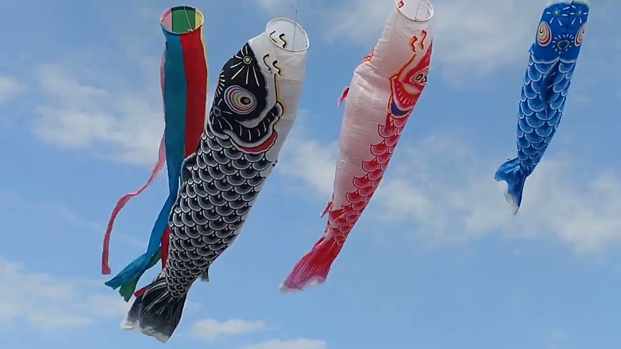 みどりの日　鯉のぼり　あげました。