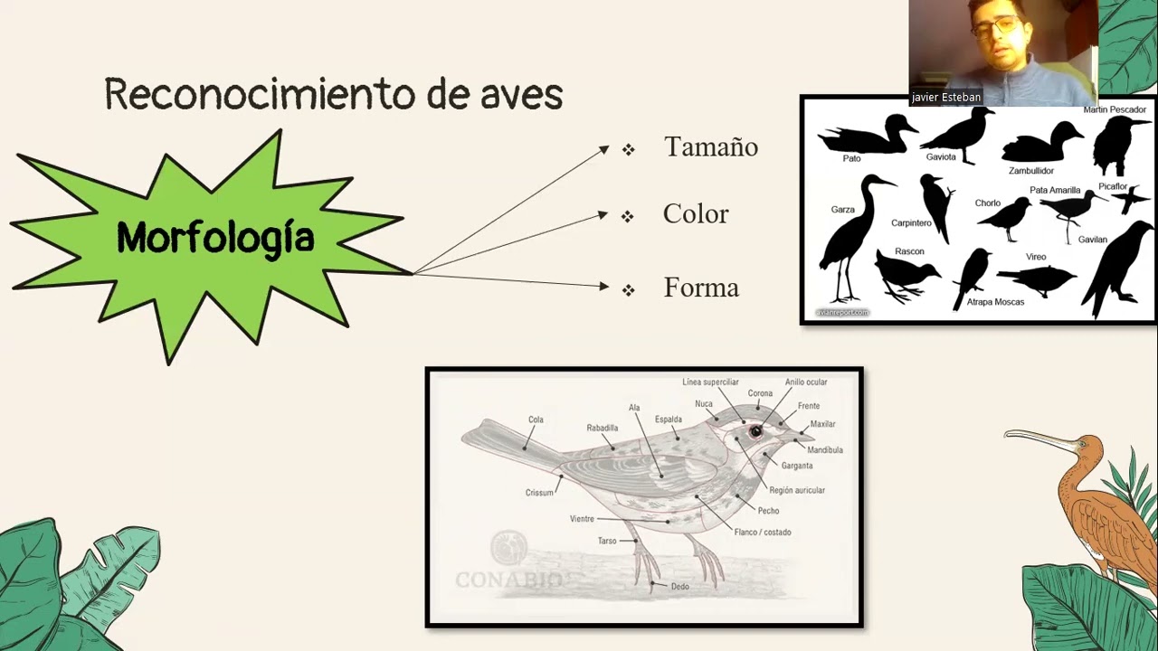Introducci&oacute;n a la ornitolog&iacute;a