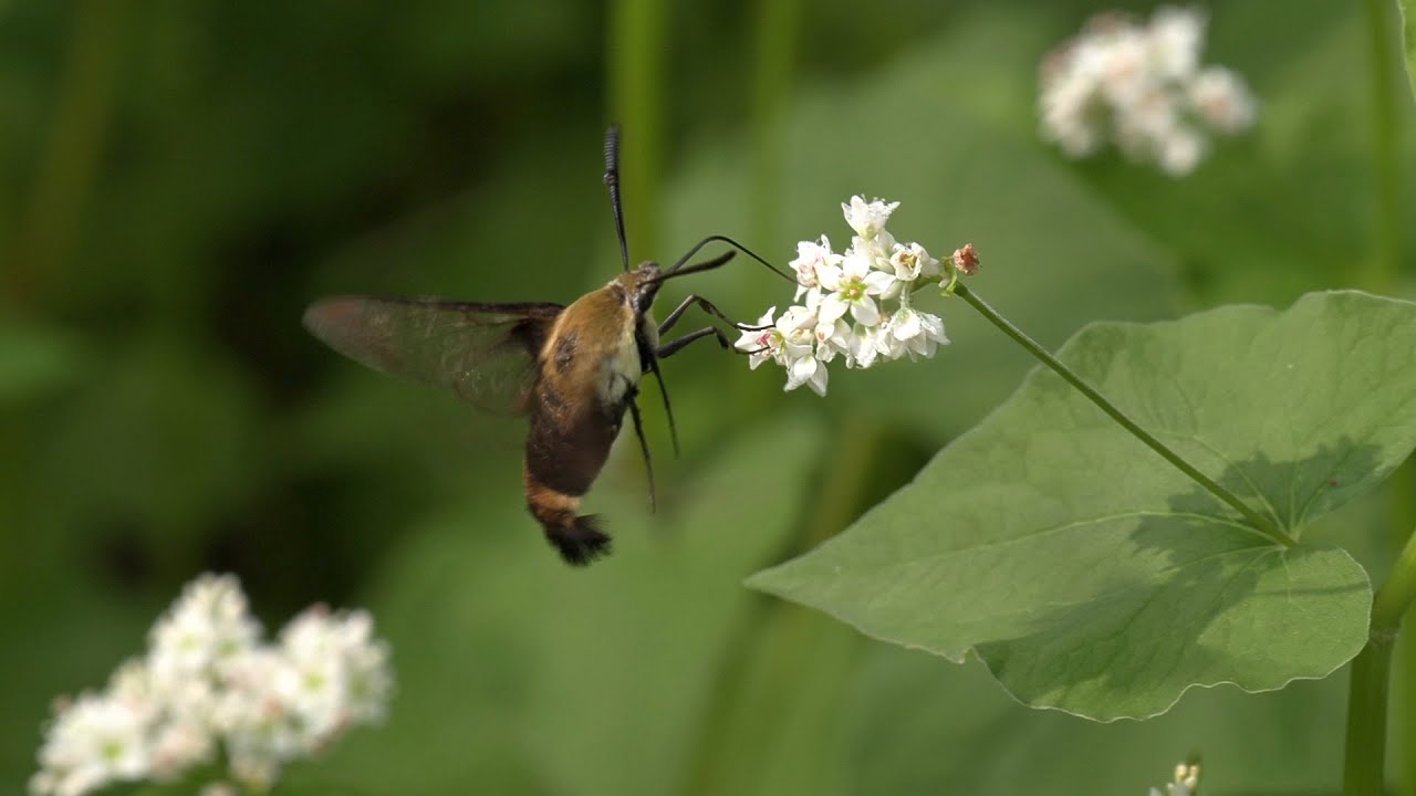 Buckwheat Pollinator Plot - Planting to Bloom