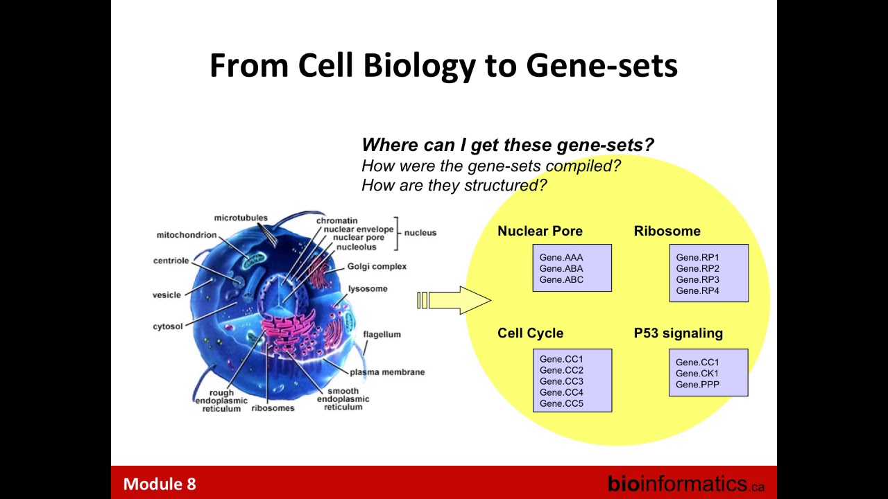 From Genes to Pathways