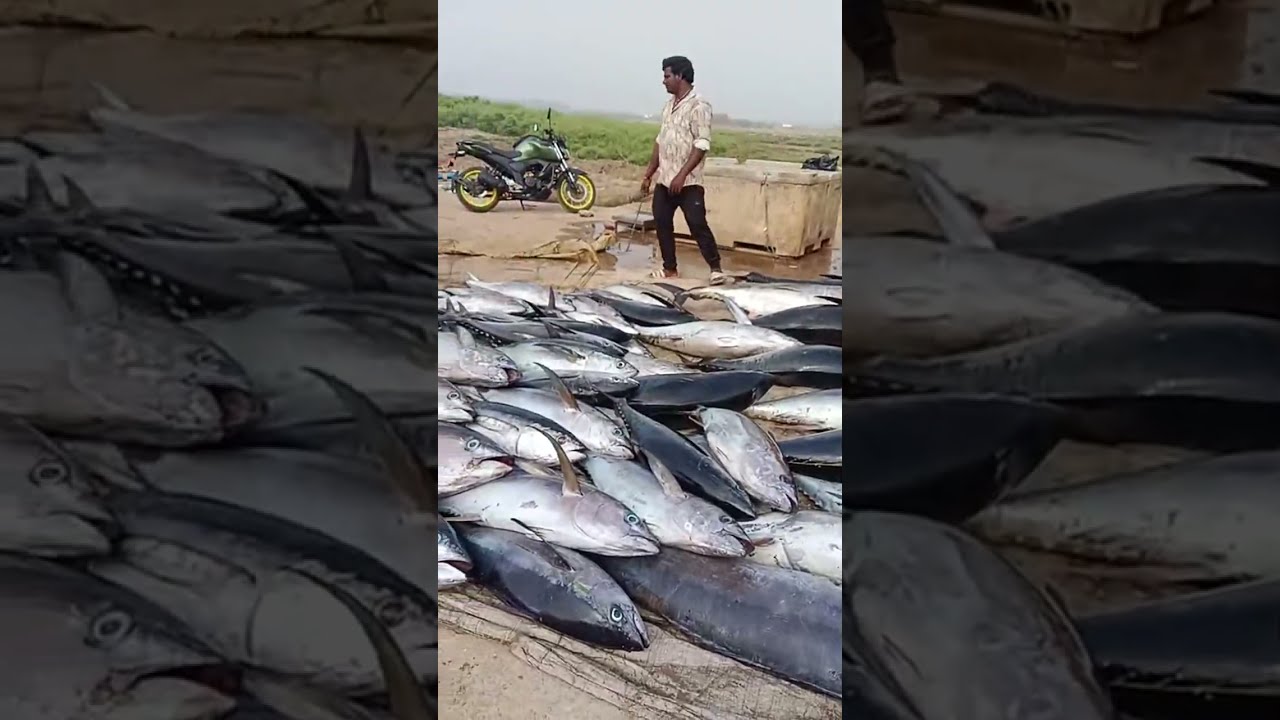మన అచ్చుతాపురం లో లభ్యమయ్యే tuna fish live