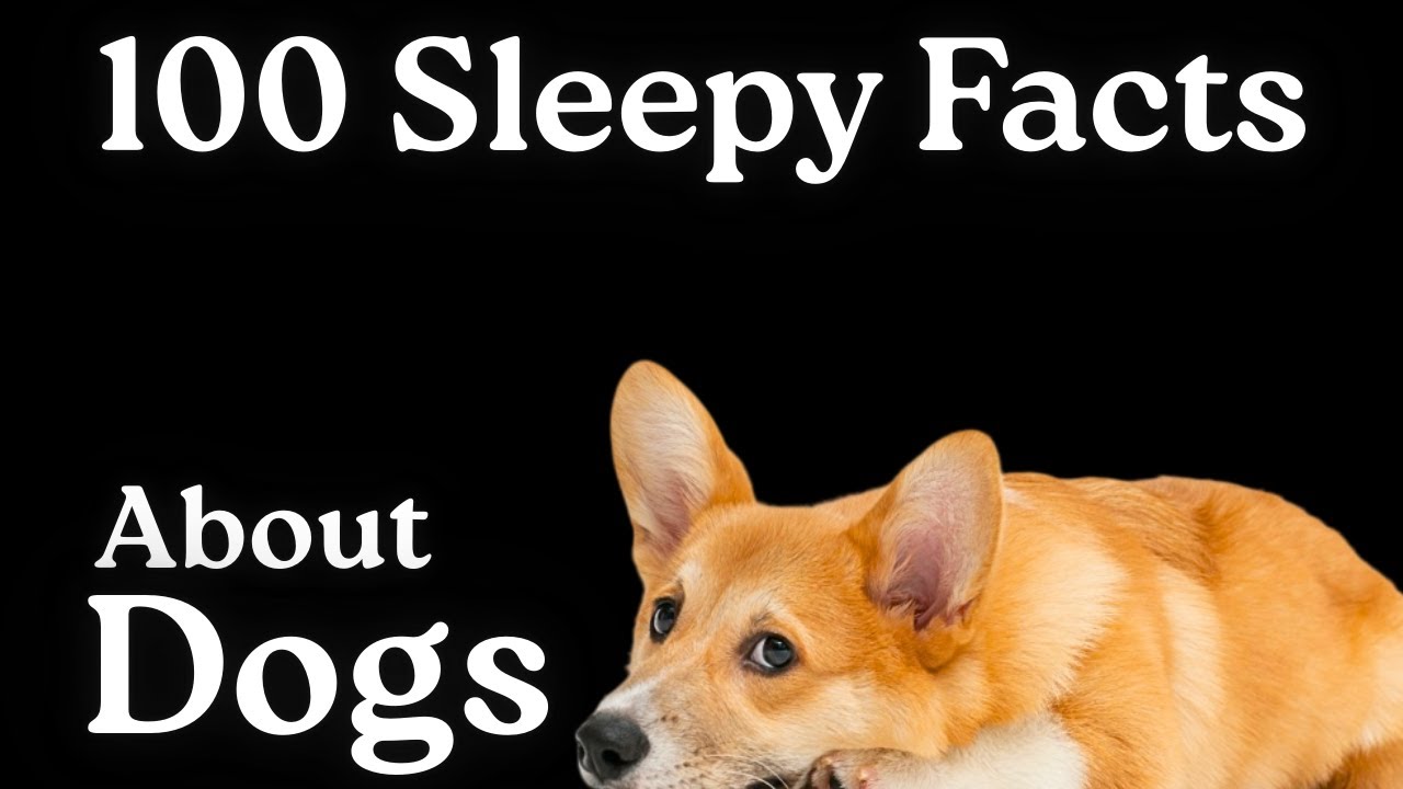 The Most Relaxing Facts About Dogs To Fall Asleep To