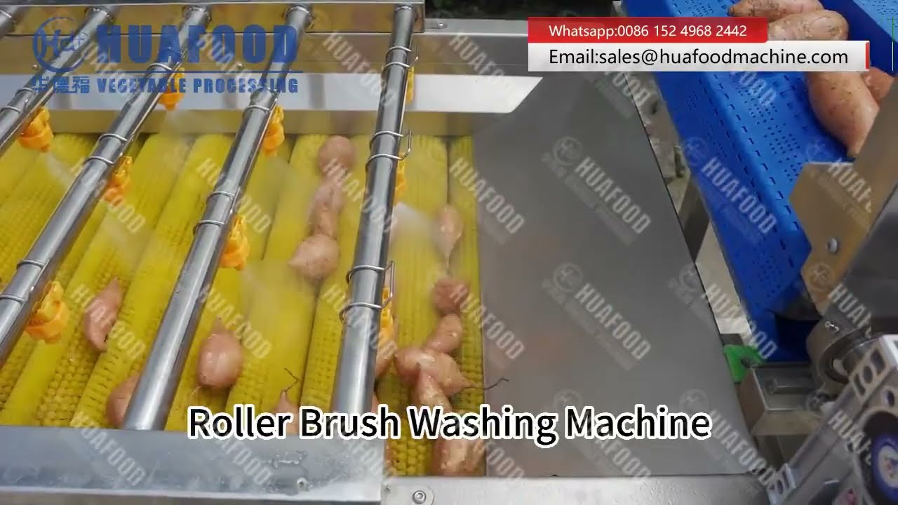 Automatic Sweet Potato Washing Machine Line (Bubble + Brush Double Clean Tec)🚀