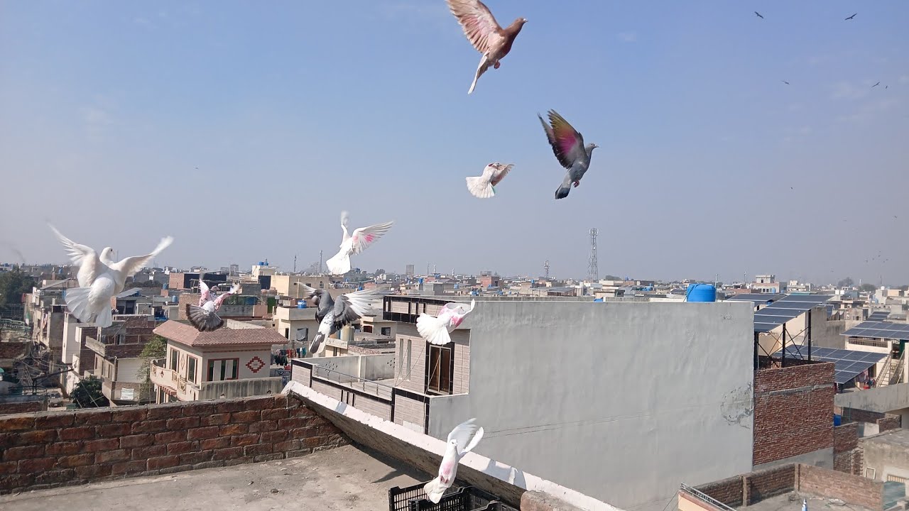 Indian Kabootar pakka Ho Gaya🇨🇮AAA pigeon vlogs💪