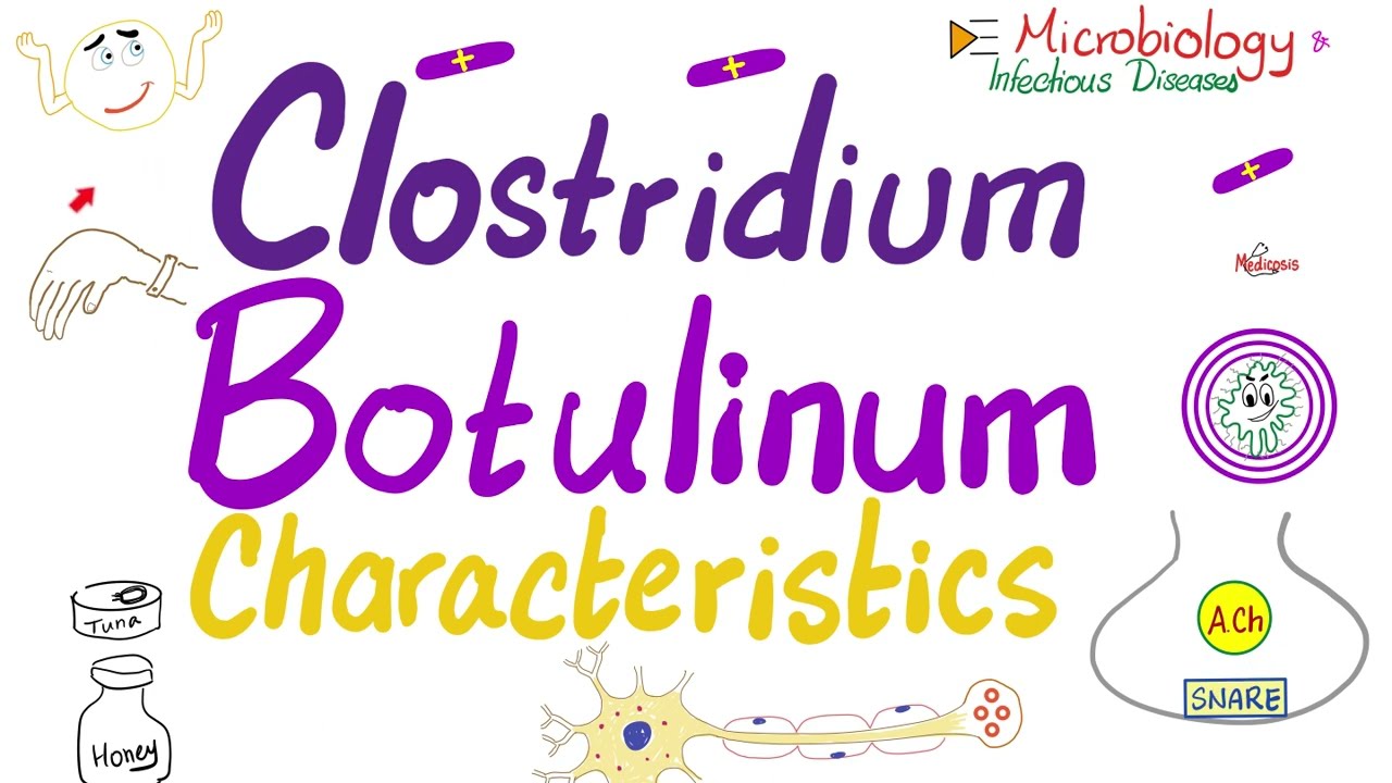 Токсин Clostridium botulinum (ботокс) — характеристики — микробиология 🧫 и инфекционные заболеван...