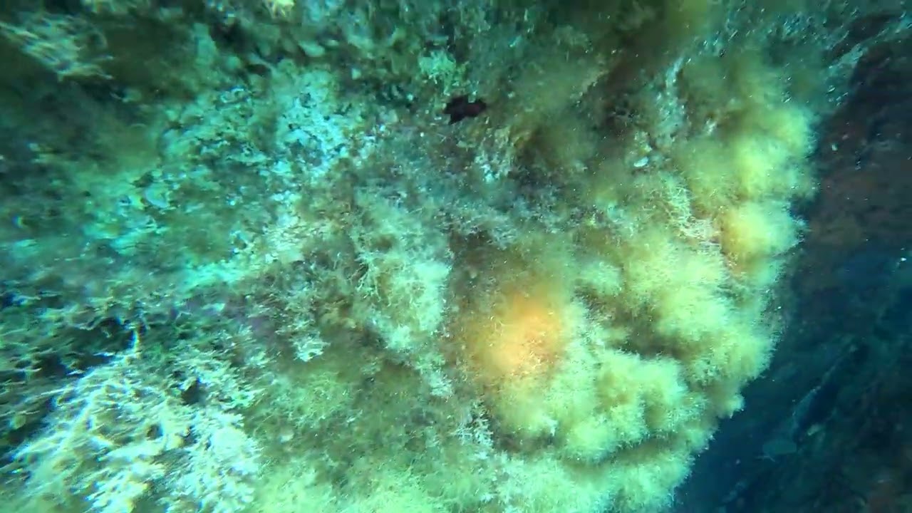 Dotto, Corvine e un Sarago Gigante: Incontri nei fondali della Sardegna