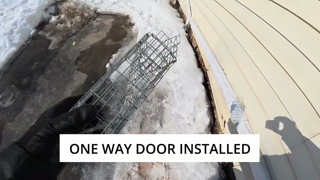 Foundation and Siding Gaps – Mouse and Squirrel Exclusion (Guelph)