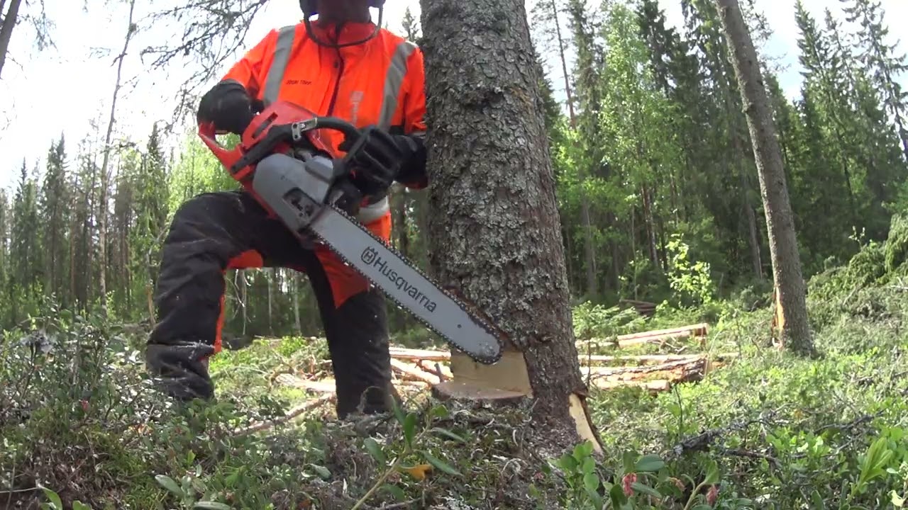 Metsolan Mets&auml;koulu 289 - Takakaltevalle puulle t&auml;mm&ouml;nen kolo?