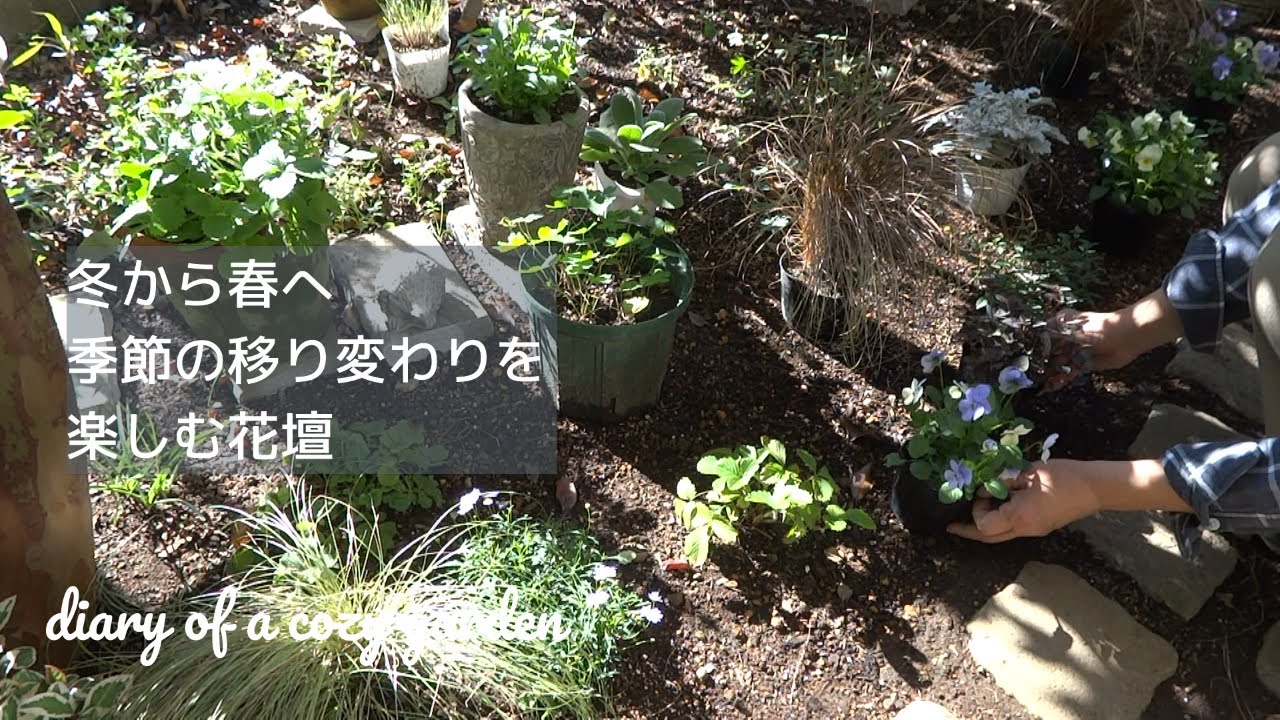 【手間を少なく楽しめる花壇に♪】宿根草と一年草の冬の花壇作り／園芸屋さんで教わったビオラ植え付けのコツ／ヒューケラとリーフの寄せ植え／青い花びらが美しい育種ビオラ／ガーデニングvlog／半日陰のお庭